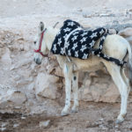 Donkey in Israel