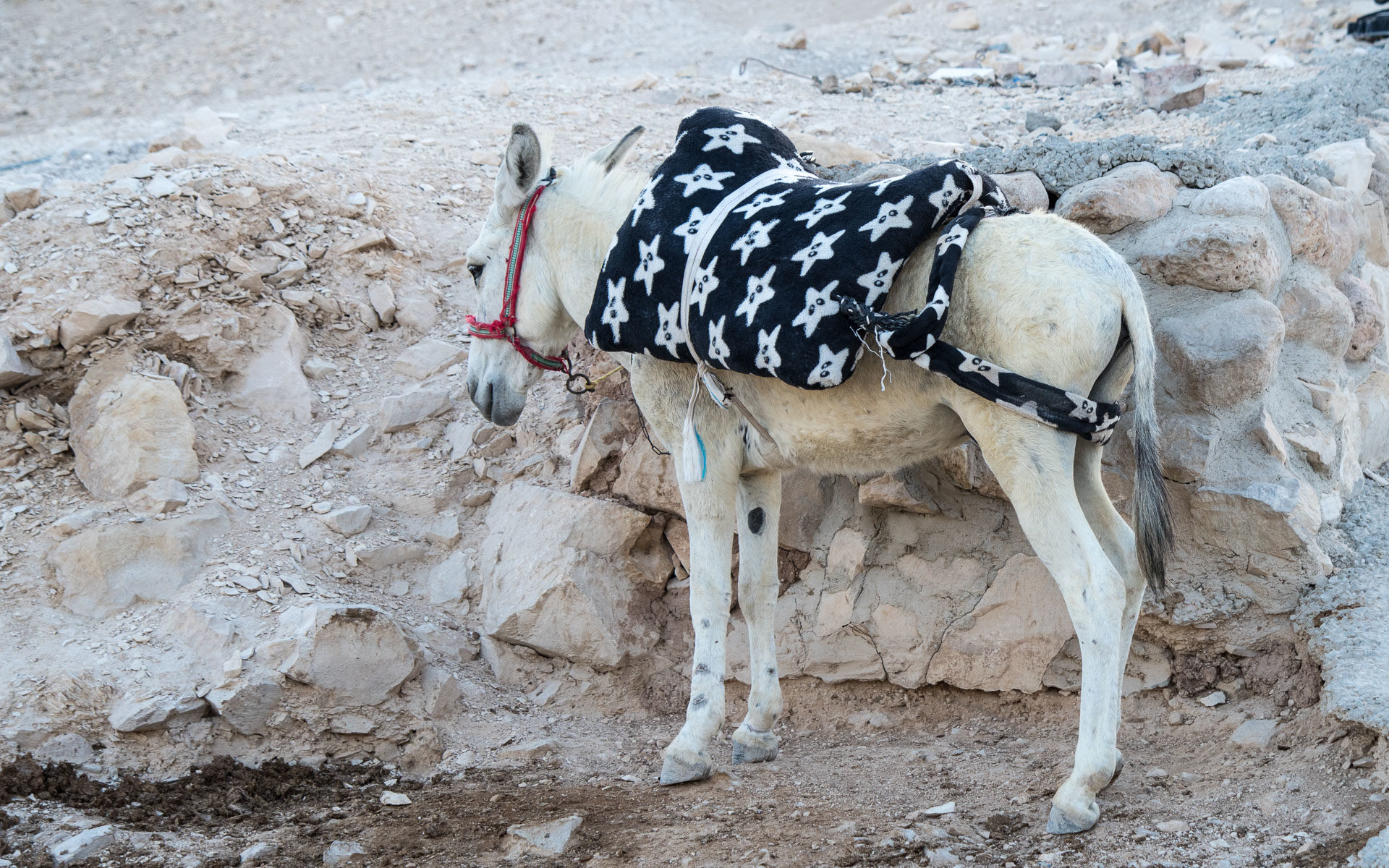 Donkey in Israel